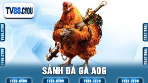 Sảnh đá gà AOG